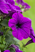 Petunia grandiflora