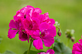 Pelargonium 'Calliope'®