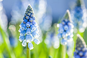 Muscari armeniacum