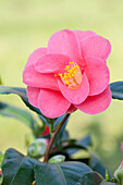 Camellia japonica