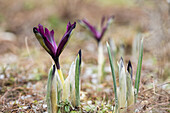 Iris reticulata