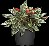 Peperomia caperata 'Rosso