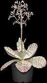 Kalanchoe humilis 'Desert Surprise