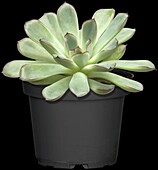 Echeveria pulidonis