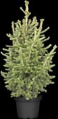 Picea abies