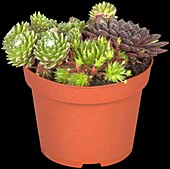 Sempervivum