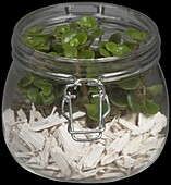 Sedum makinoi 'Kosmosje' in a jar