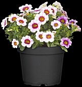 Calibrachoa