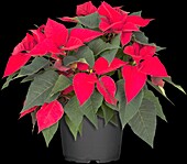 Euphorbia pulcherrima, red