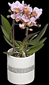 Phalaenopsis multiflora, purple