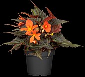 Begonia boliviensis 'Glowing Embers'®