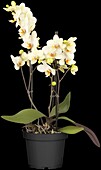 Phalaenopsis multiflora, yellow