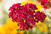 Achillea millefolium, rot