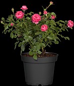 Bed rose, pink