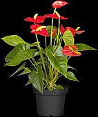 Anthurium x andreanum, red