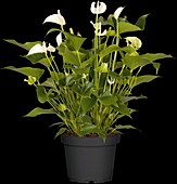 Anthurium x andreanum, white
