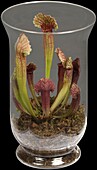 Sarracenia