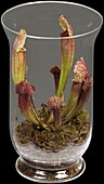 Sarracenia