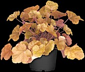 Heuchera