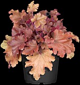 Heuchera