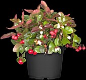 Gaultheria procumbens