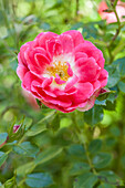 Two-coloured bedding rose