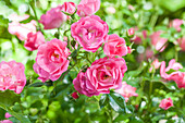 Ground cover rose, pink