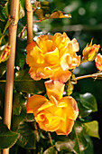 Shrub rose, orange yellow