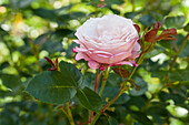 Edelrose, light pink