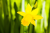 Narcissus cyclamineus 'Tête à Tête' (Tête à Tête)
