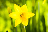 Narcissus cyclamineus 'Tête à Tête'