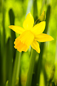 Narcissus cyclamineus 'Tête à Tête' (Tête à Tête)