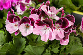 Pelargonium grandiflorum