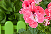 Pelargonium grandiflorum