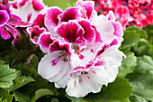 Pelargonium grandiflorum