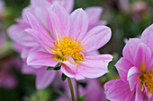 Dahlia x hortensis 'Starlias Rose'