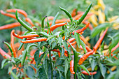 Capsicum frutescens 'Kilian'