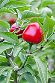 Capsicum annuum cerasiforme