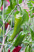 Capsicum annuum 'Gorria'