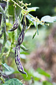 Phaseolus vulgaris var. vulgaris 'Carminat'
