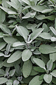 Salvia officinalis 'Grower's Friend'