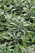 Salvia officinalis 'Tricolor'