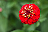 Zinnia elegans