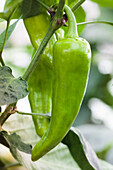 Capsicum annuum, grün