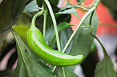 Capsicum annuum var. longum