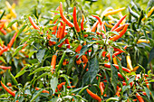 Capsicum annuum var. longum 'Autumn Desire'