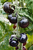 Solanum lycopersicum 'Indigo Rose'