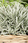 Lavandula