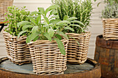 Herb mix - Salvia, Rosmarinus officinalis, Origanum vulgare