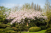 Prunus subhirtella 'Accolade'